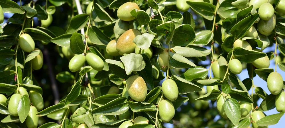 Jojoba Oil - Uses, Benefits and Recommended Jojoba Skincare Products